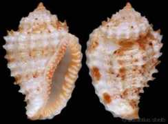 gastropods.com Kurzi