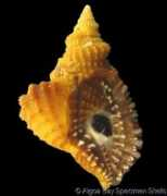 gastropods.com Kurzi