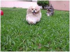 dogsparadise.com.br Kusakariba