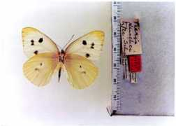 butterfliesofamerica.com Kuschei