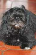 Kuschi
