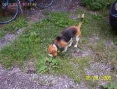 beagle.chytrak.cz Kuseme