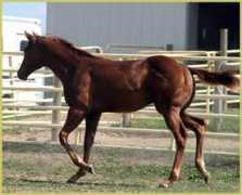 dianemillerquarterhorses.com Kusilek