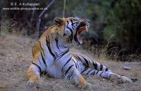 wildlife-photographer.co.uk Kuttappan