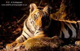 wildlife-photographer.co.uk Kuttappan