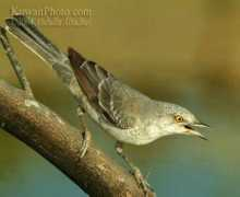 birdforum.net Kuwaity