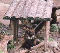 animalnetwork.jp Kuzuri