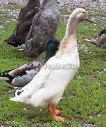 feathersite.com Kwacz