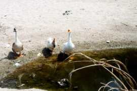 Kwek