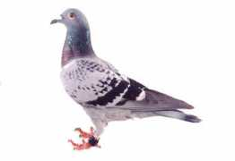 wakadaishou.com Kyande