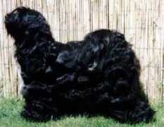 tibet-terrier-von-nama-schu.de Kyira