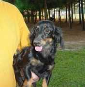 kylanekennel.com Kylane