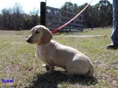 kylanekennel.com Kylane