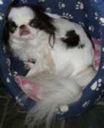 piaskennel.com Kymara