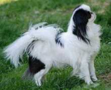 piaskennel.com Kymara