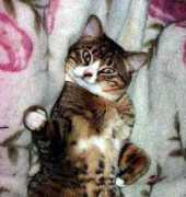 alt.citycat.ru Kysia