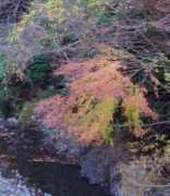 Kyuha