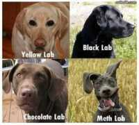 Lab