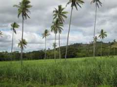 panoramio.com Labasa