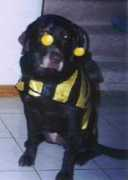 Labbee