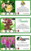 drperennials.com Labels