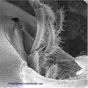 photos.fourmis.free.fr Labiaux
