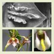 anbg.gov.au Laborn