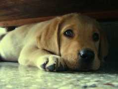 Labra