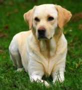 quizlet.nl Labrador