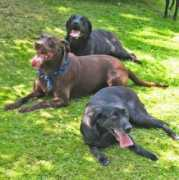 labradorbea.de Labradore