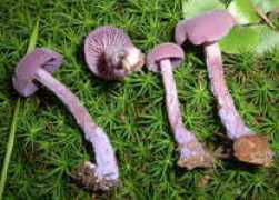 rogersmushrooms.com Lacaria