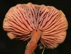 dumazahrada.cz Laceta