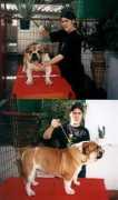 bulldogclubdobrasil.org Lachata