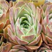 semperhorst.de Lachis