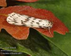 Lacitis