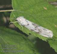 Lacitis