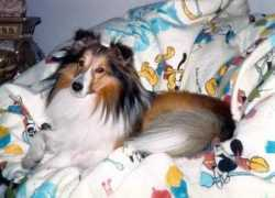Laddie