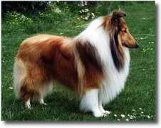 Laddie