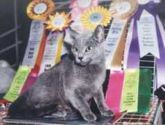 bluebellcats.org.ua Ladena