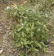 nature.jardin.free.fr Ladham