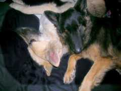 sheprescue.org Ladyv
