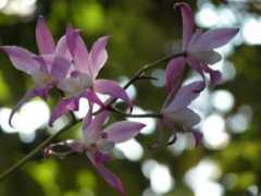 orchidboard.com Laelia