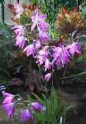 viridis.net Laelia