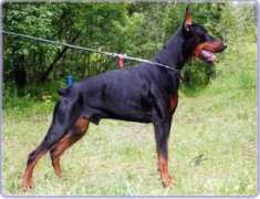 dobermann-review.com Laert