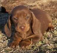 sandcreekpets.com Laferry