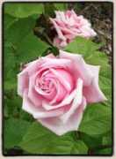 paulbardenroses.com Lafrance