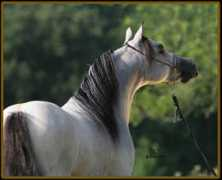 miniatureequine.com Lafrench