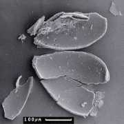 foraminifera.eu Lagena