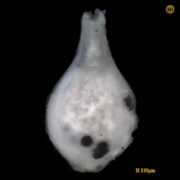 foraminifera.eu Lagena