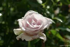 roses.toytrains1.com Lagerfeld